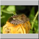 Dolycoris baccarum - Beerenwanze 02.jpg